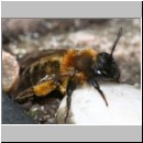 Andrena bicolor - Sandbiene w09b 8mm.jpg